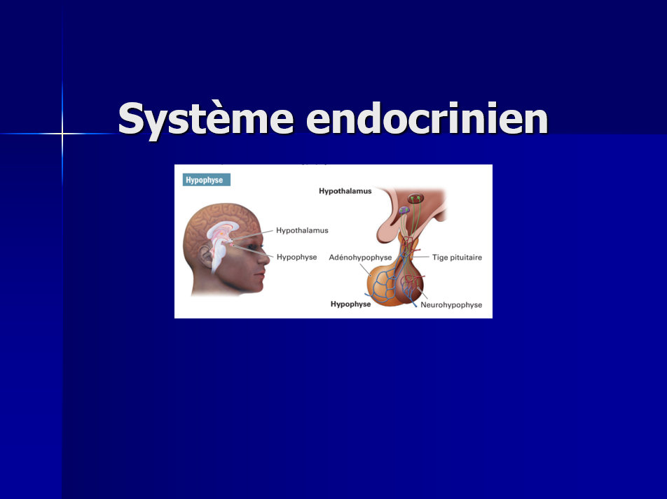 5325 - Compétence 13 Système endocrinien (AUI)