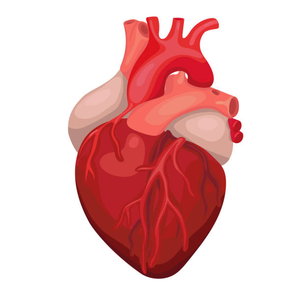  5325 - Compétence 14 - Systèmes cardiovasculaire et respiratoire (VEZM)