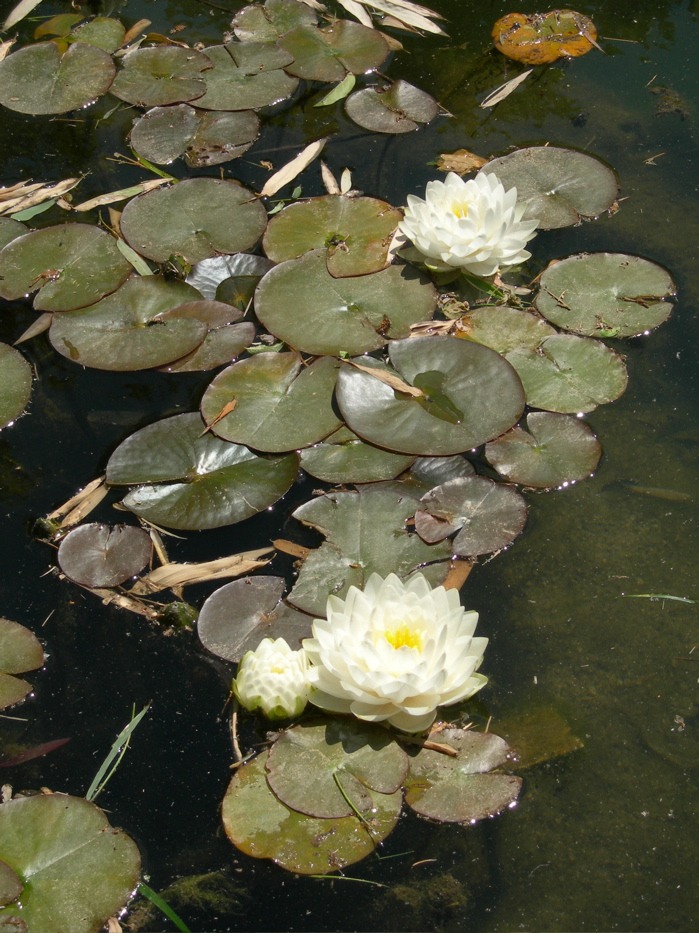 Description