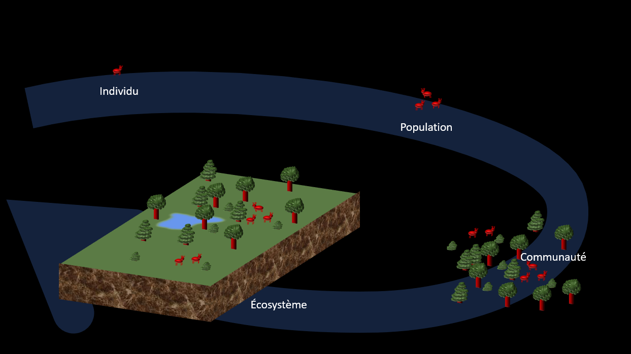 Les individus d'une même espèce forment une population. Les populations et leurs interactions  forment une communauté. Une communauté et les éléments non-vivants du milieu forme un écosystème. 
