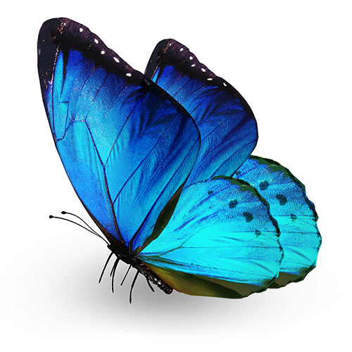 papillon